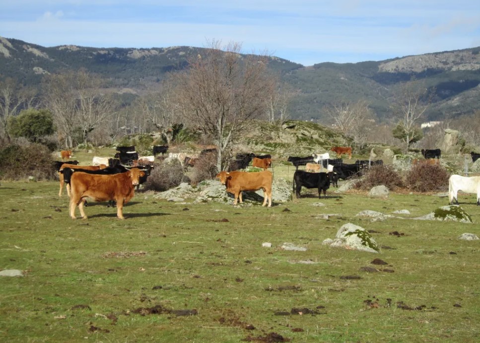 foto-60 Venta de Finca ganadera y caza mayor en C&oacute;rdoba